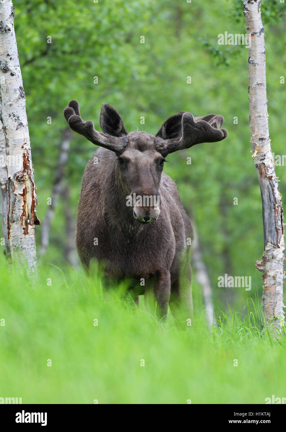 L'Élan (Alces alces), Bull de velours, de la Laponie, la Norvège Banque D'Images