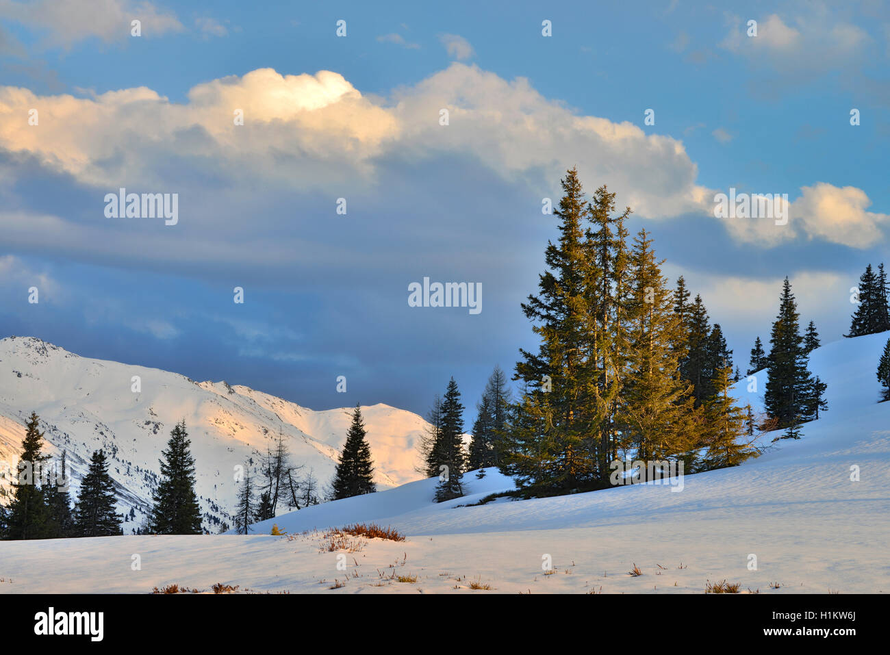 Paysage d'hiver, les montagnes neige-couvertes de sapins, Karwendel, Loassattel, Schwaz, Tyrol, Autriche Banque D'Images