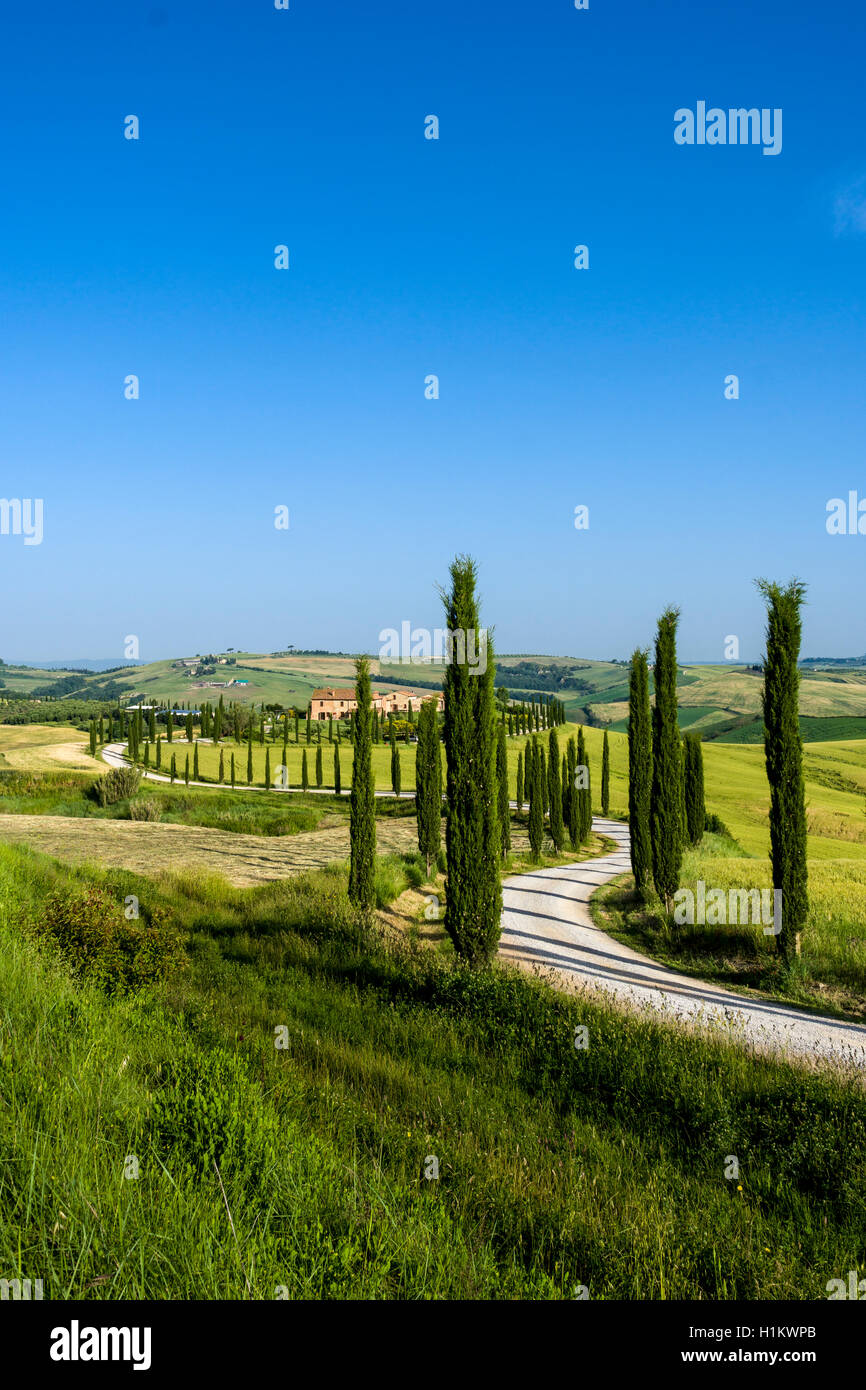 Paysage typique toscan vert dans le Val d'Orcia, ferme sur la colline parlementaire, winding road, champs, cyprès et ciel bleu, Arezzo, Toscane Banque D'Images