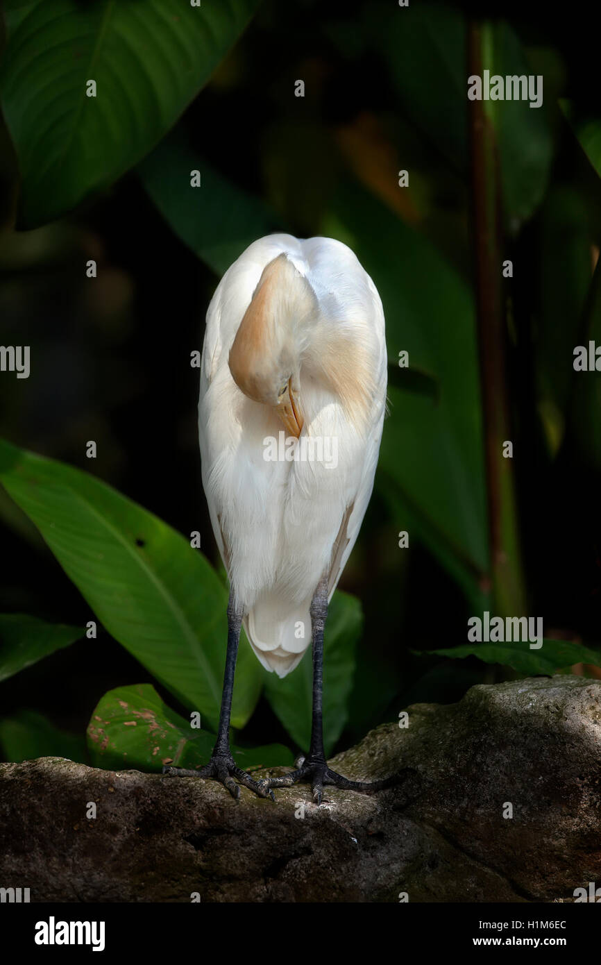 Un héron garde-boeuf, Bubulcus ibis, se dresse dans un décor de feuillage vert au lissage lui-même. Banque D'Images