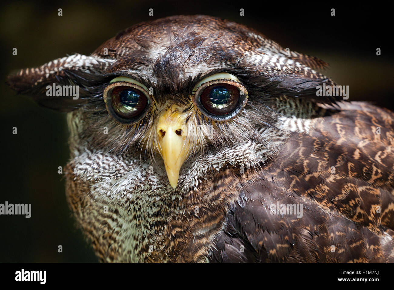 Close-up of a interdit à l'Aigle d'Amérique, Bubo sumatranus, alias Malay-Eagle owl au KL Bird Park, la Malaisie. Banque D'Images
