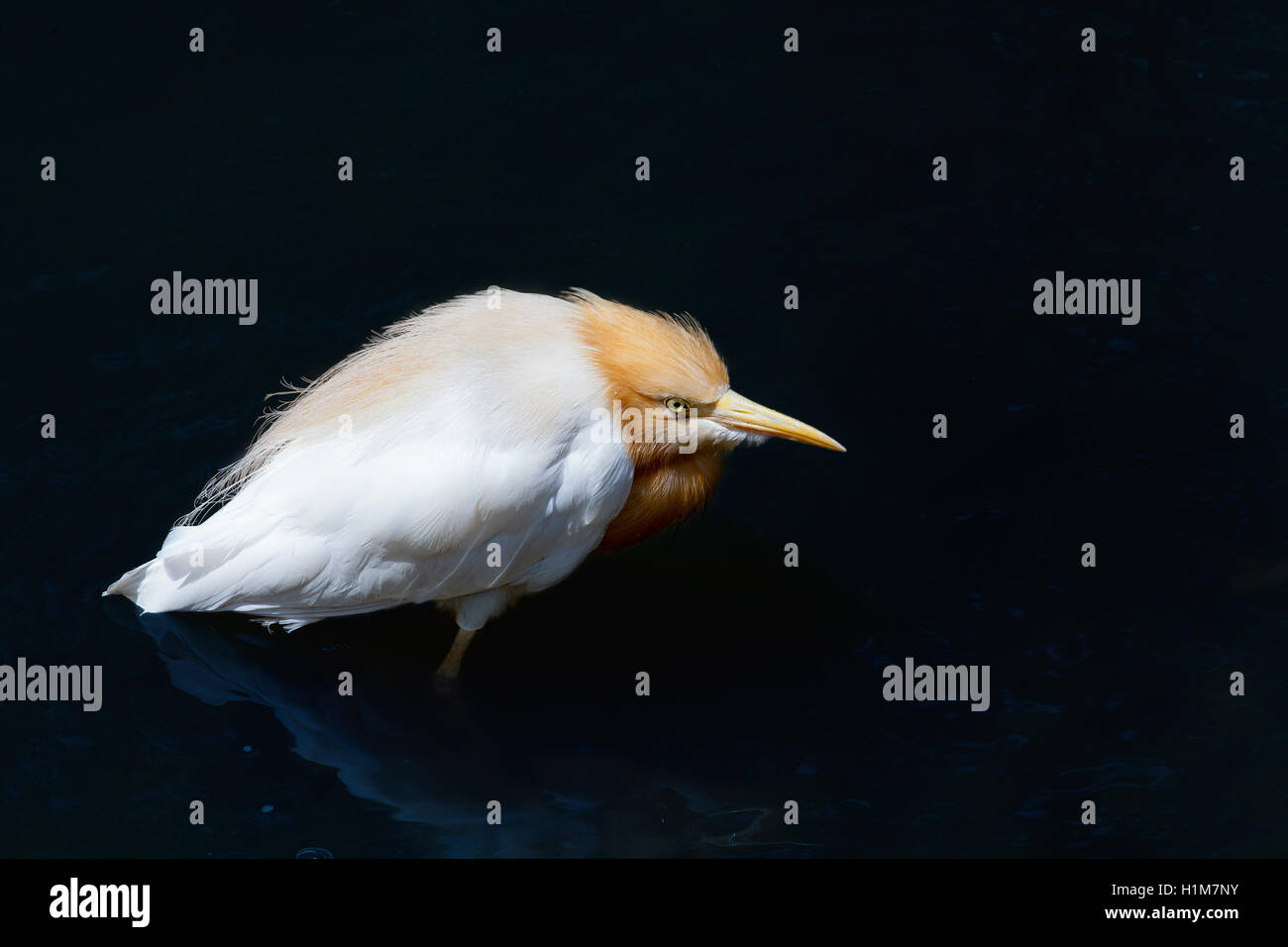 Héron garde-boeuf, Bubulcus ibis, dans un faible crouch la chasse pour la nourriture. Banque D'Images