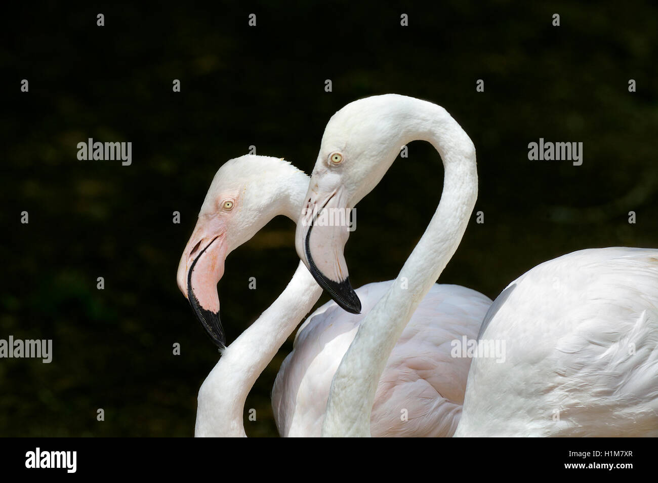 Deux flamants adultes ou des flamants roses, Phoenicopterus, posent côte à côte. Banque D'Images