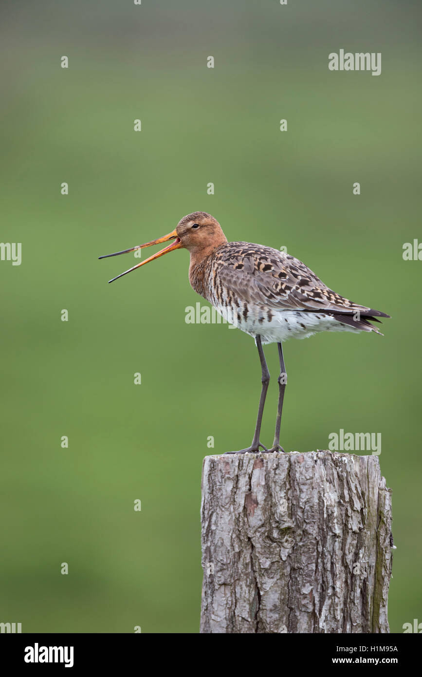 Adulte à queue noire Godwit / Uferschnepfe ( Limosa limosa) en tenue d'élevage, reposant sur un poteau de clôture, appelant bruyamment, la faune, l'Europe. Banque D'Images