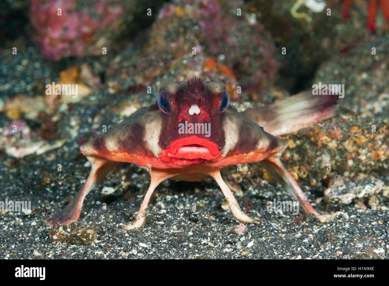 Red-lipped platax, Ogcocephalus darwini, Cabo Douglas, île Fernandina Galapagos, Equateur, Banque D'Images