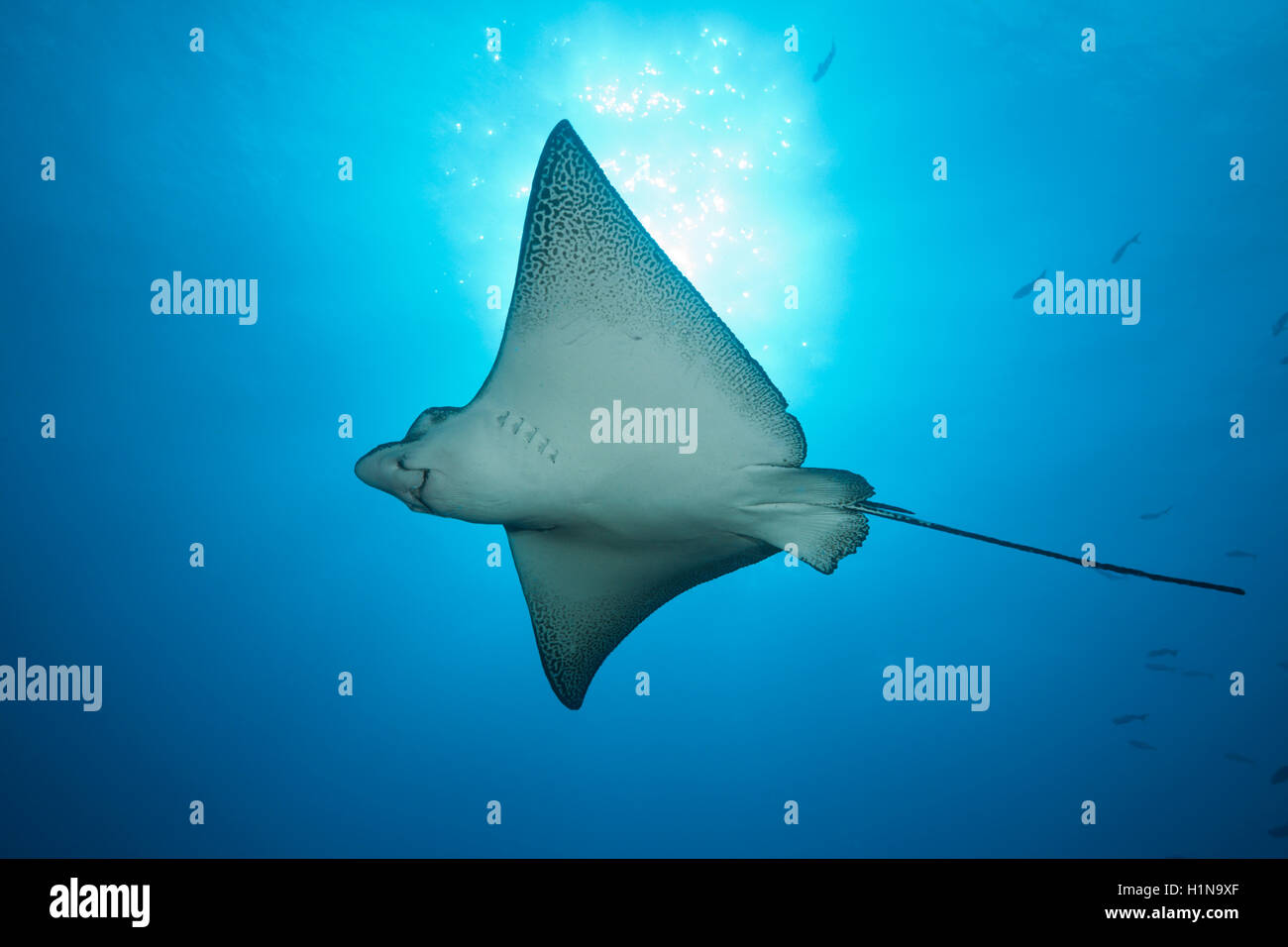 Spotted Eagle Ray, Aetobatus narinari, Wolf Island, Galapagos, Equateur Banque D'Images