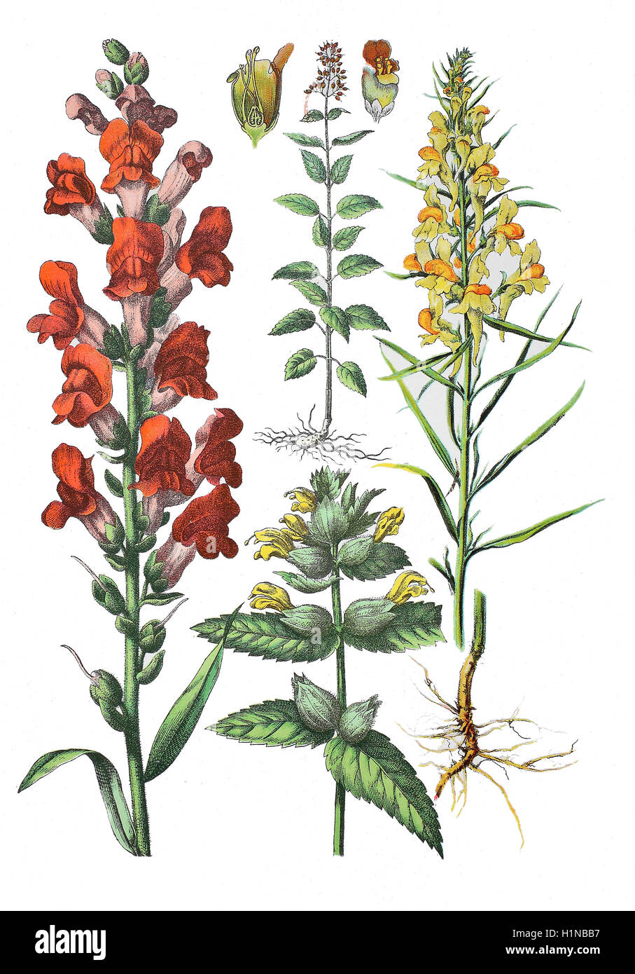 Muflier commun, Antirrhinum majus (à gauche), une plus grande-hochet jaune, Rhinanthus angustifolius C.C. Gmel., syn. : Rhinanthus serotinus (bottem, centre), la scrofulaire noueuse scrofulaire noueuse (centre supérieur), la linaire commune, Linaria vulgaris (droite) Banque D'Images