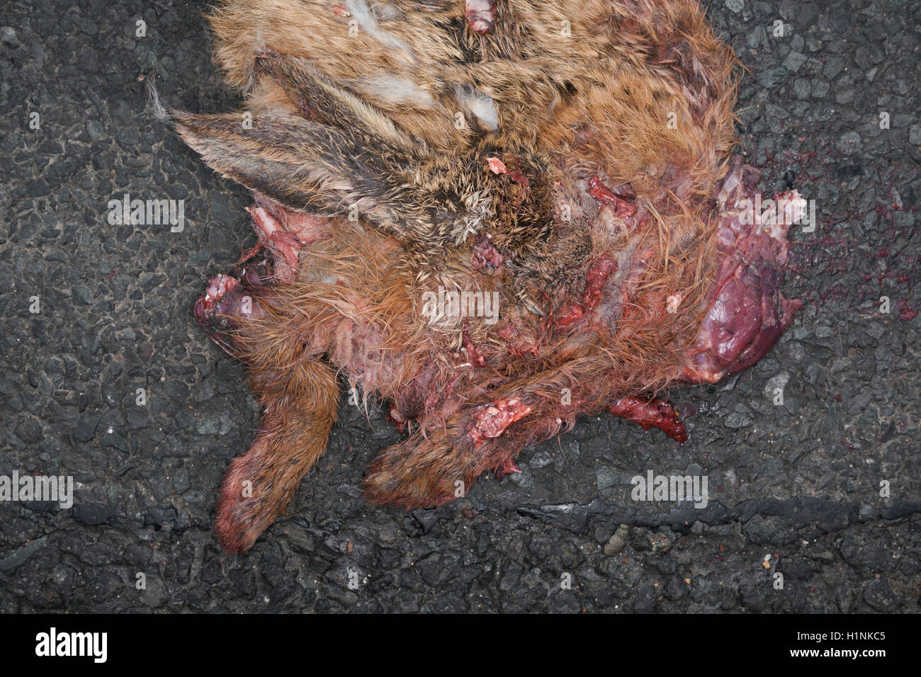 Roadkill, lapin sur l'Fosseway, Cirencester, Gloucestershire, Royaume-Uni. Banque D'Images
