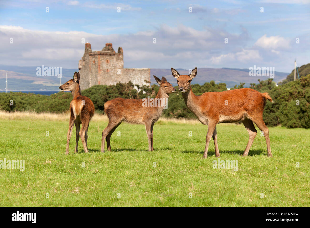 Ile d'Arran, en Écosse. Wild hind red deer le pâturage dans le village de Lochranza, avec le Château de Lochranza en arrière-plan. Banque D'Images