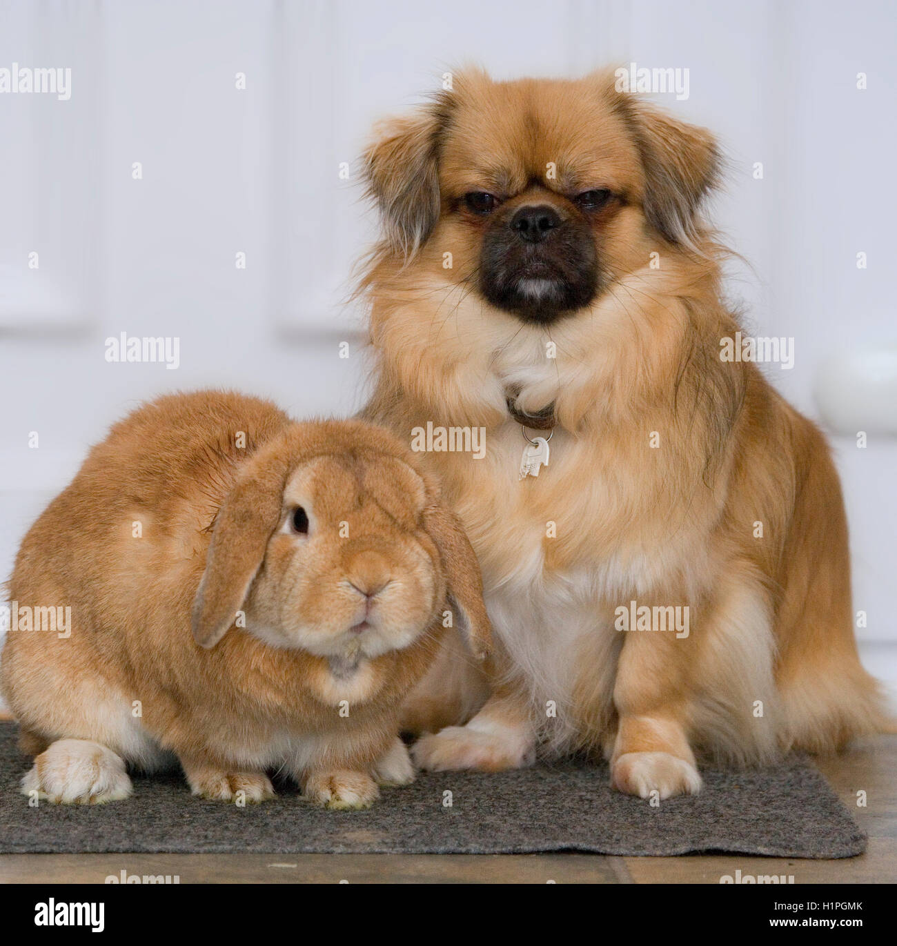 Le chien et le lapin Banque D'Images
