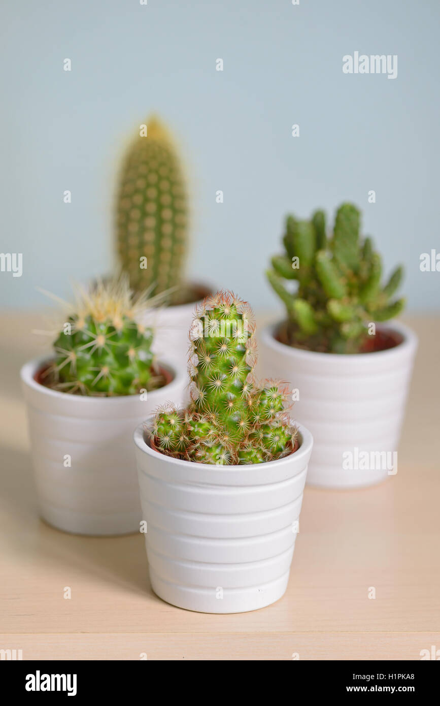 Différents types de cactus en pots Banque D'Images