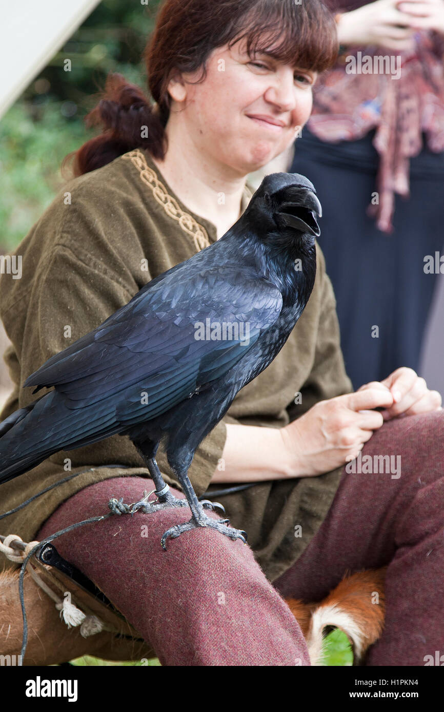 Corbeau noir assis sur le genou à l'histoire de vie anglais fayre Banque D'Images