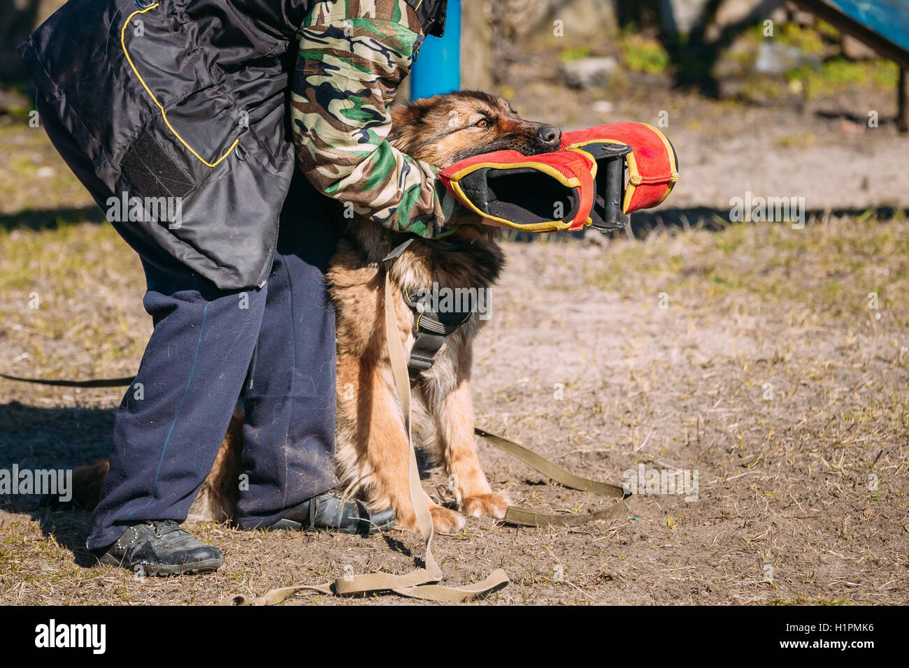 Formation de chien de berger allemand. Chien de mordre. Chien Loup d'Alsace. Deutscher Dog Banque D'Images