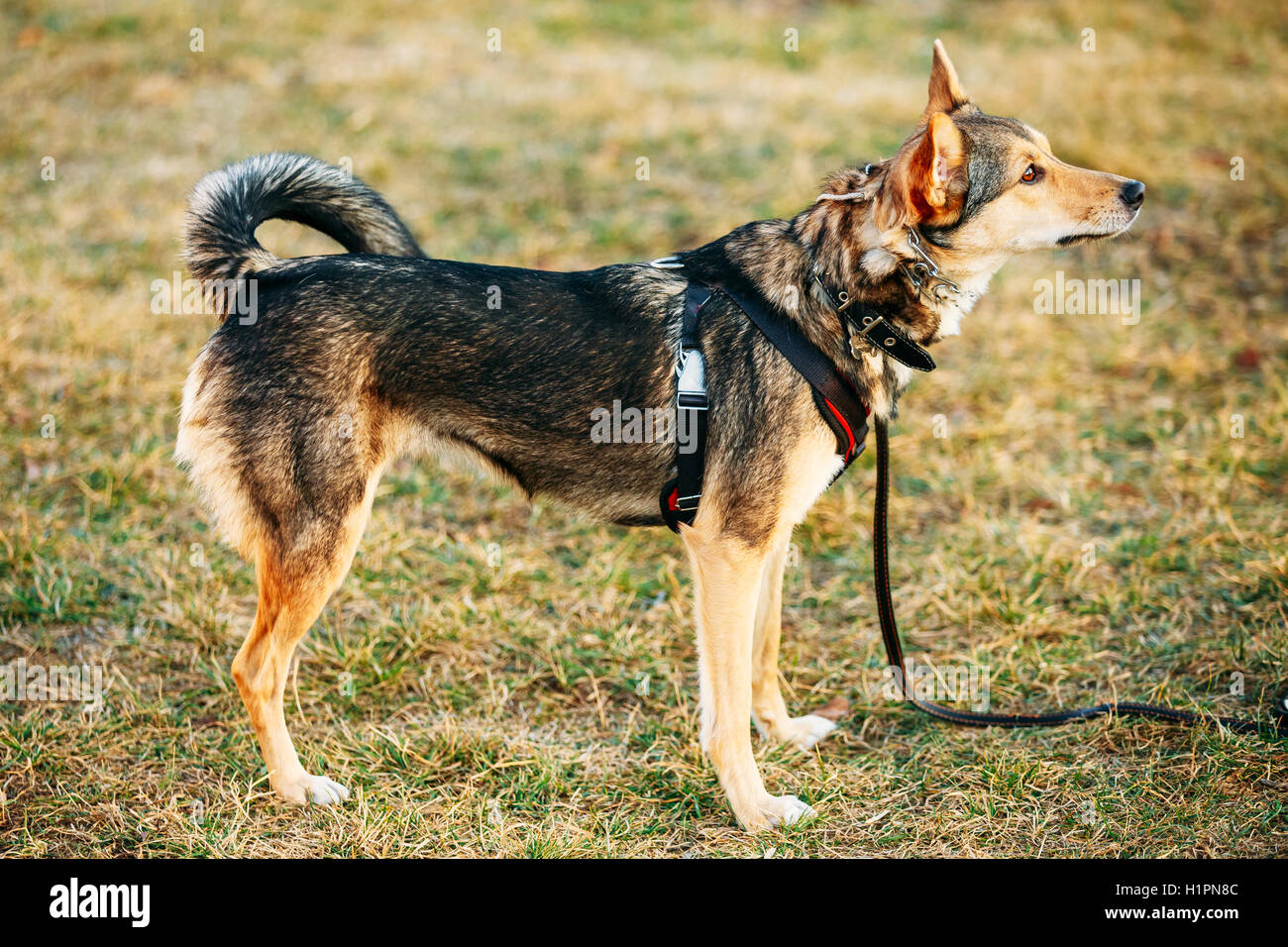 Taille moyenne race mixte chien sur une jambe debout à un angle à la de côté de l'appareil photo. Temps d'automne Portrait de chien extérieur wifi Banque D'Images