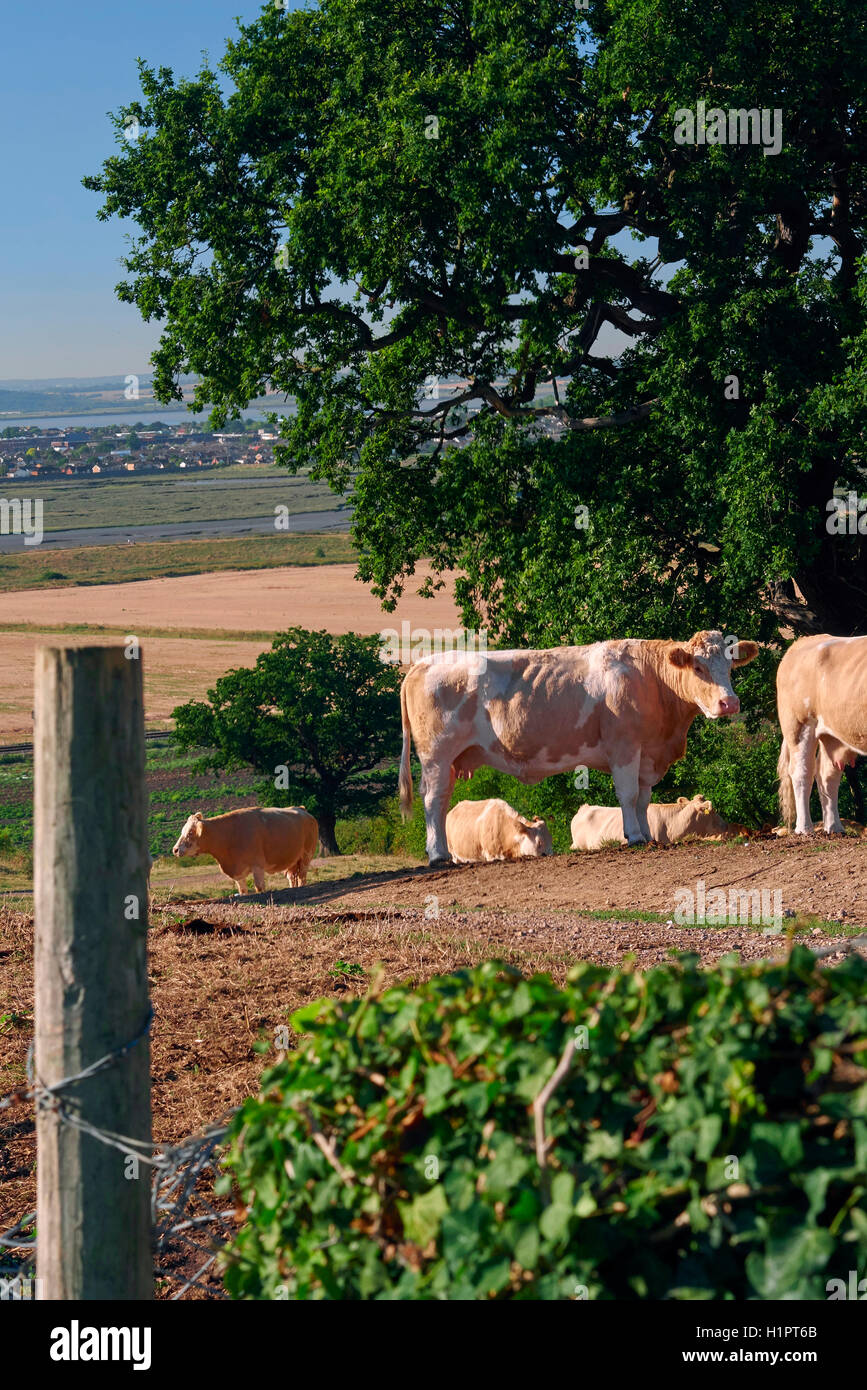 Les vaches dans le champ en regard de Hadleigh Castle, dans l'Essex, au Royaume-Uni. L'estuaire de la Tamise à l'arrière-plan. Banque D'Images