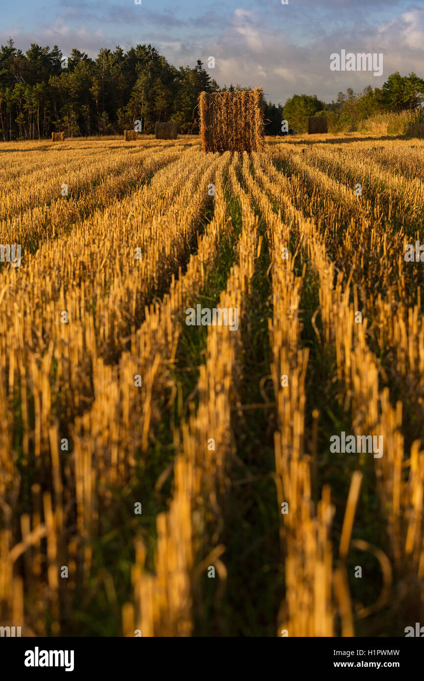 Bottes de foin dans un champ agricole dans les régions rurales de l'Île du Prince-Édouard, Canada. Banque D'Images