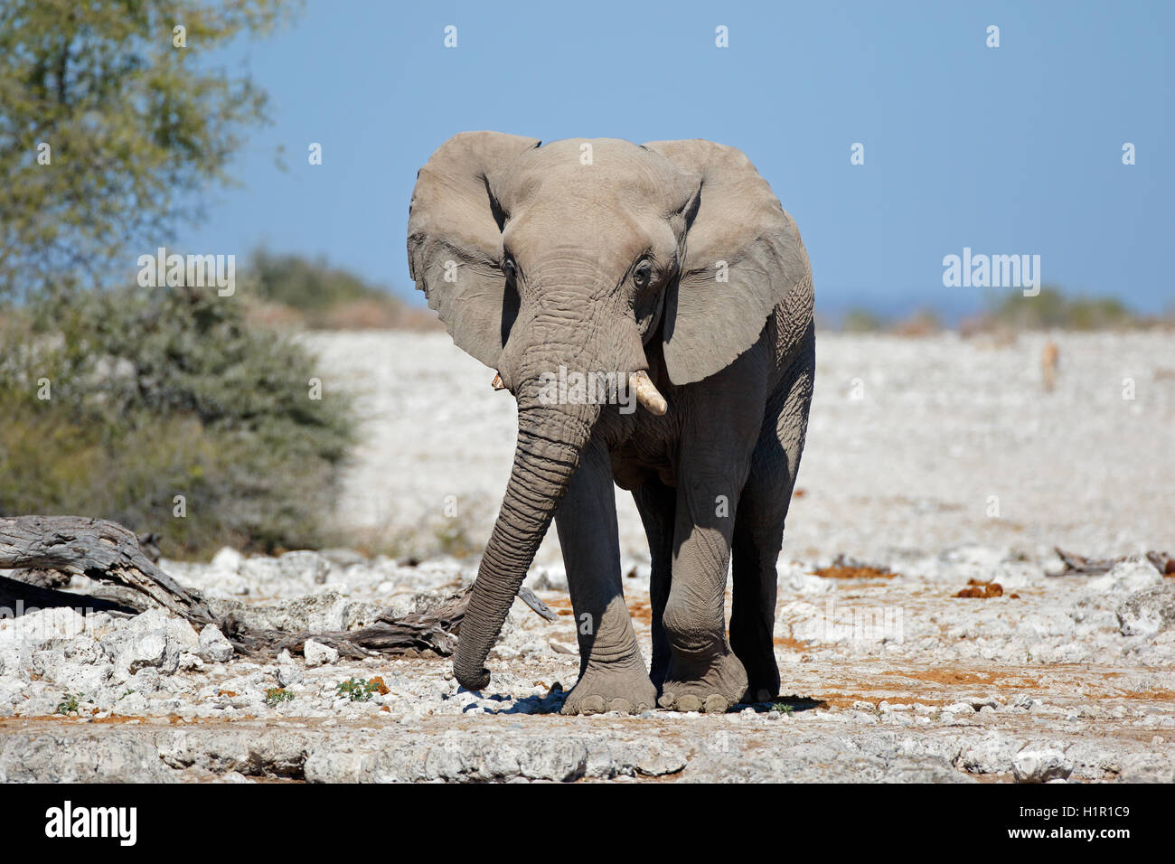 Grand éléphant mâle d'Afrique (Loxodonta africana), Etosha National Park, Namibie Banque D'Images