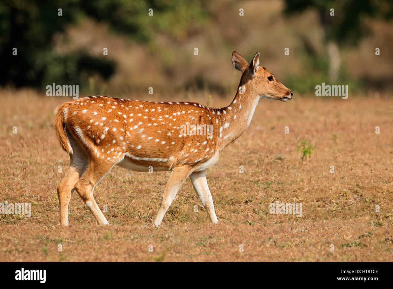 Les cerfs communs repèrés ou chital (Axis axis), Parc National de Kanha, India Banque D'Images