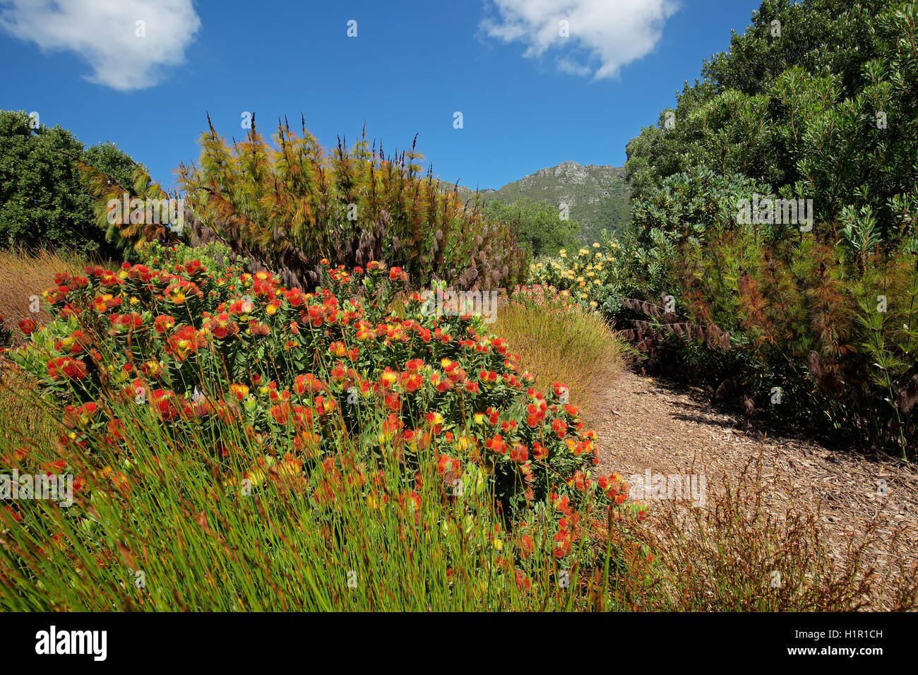 Des fleurs colorées dans le jardin botanique de Kirstenbosch Gardens, Cape Town, Afrique du Sud Banque D'Images