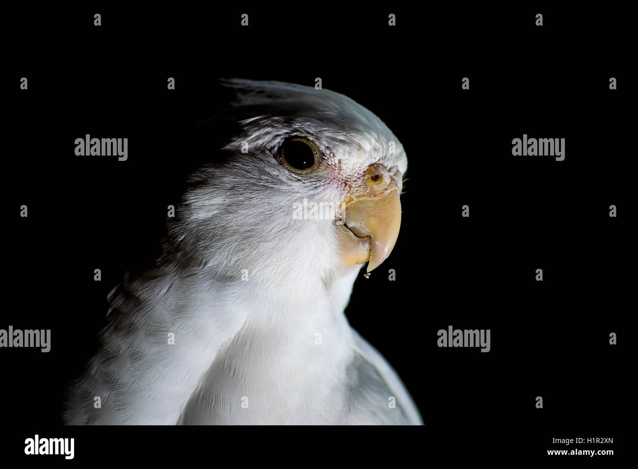 Un animal de cockatiel isolés contre un fond noir foncé Banque D'Images