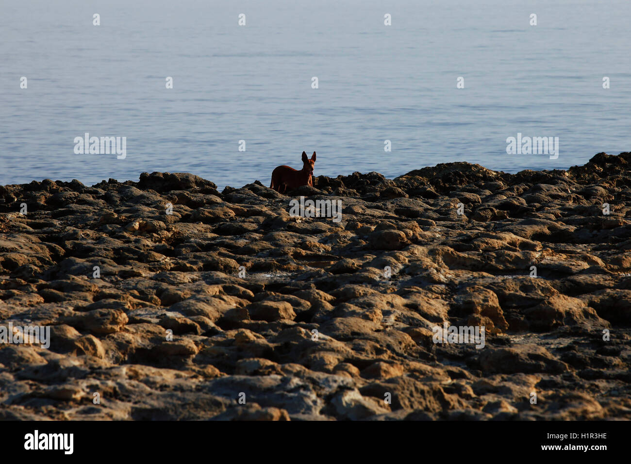 Le pharaon hound pure race chien maltais dans les salines traditionnelles off Xwejni bay dans l'île de Gozo, l'île soeur de Malte. Banque D'Images