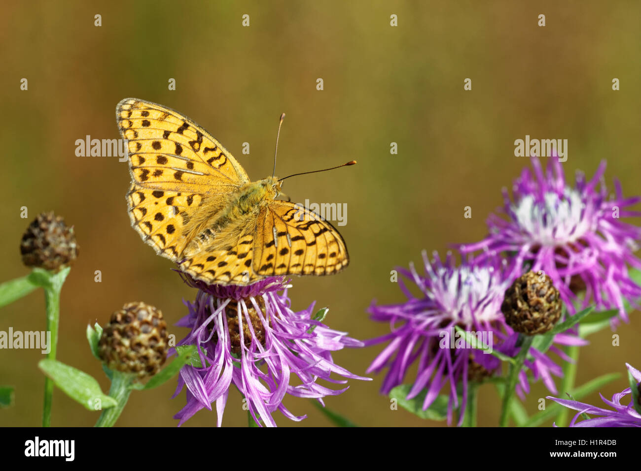 Brown fritillary (Fabriciana haut adippe) alimentation papillon sur fleur de chardon. Banque D'Images