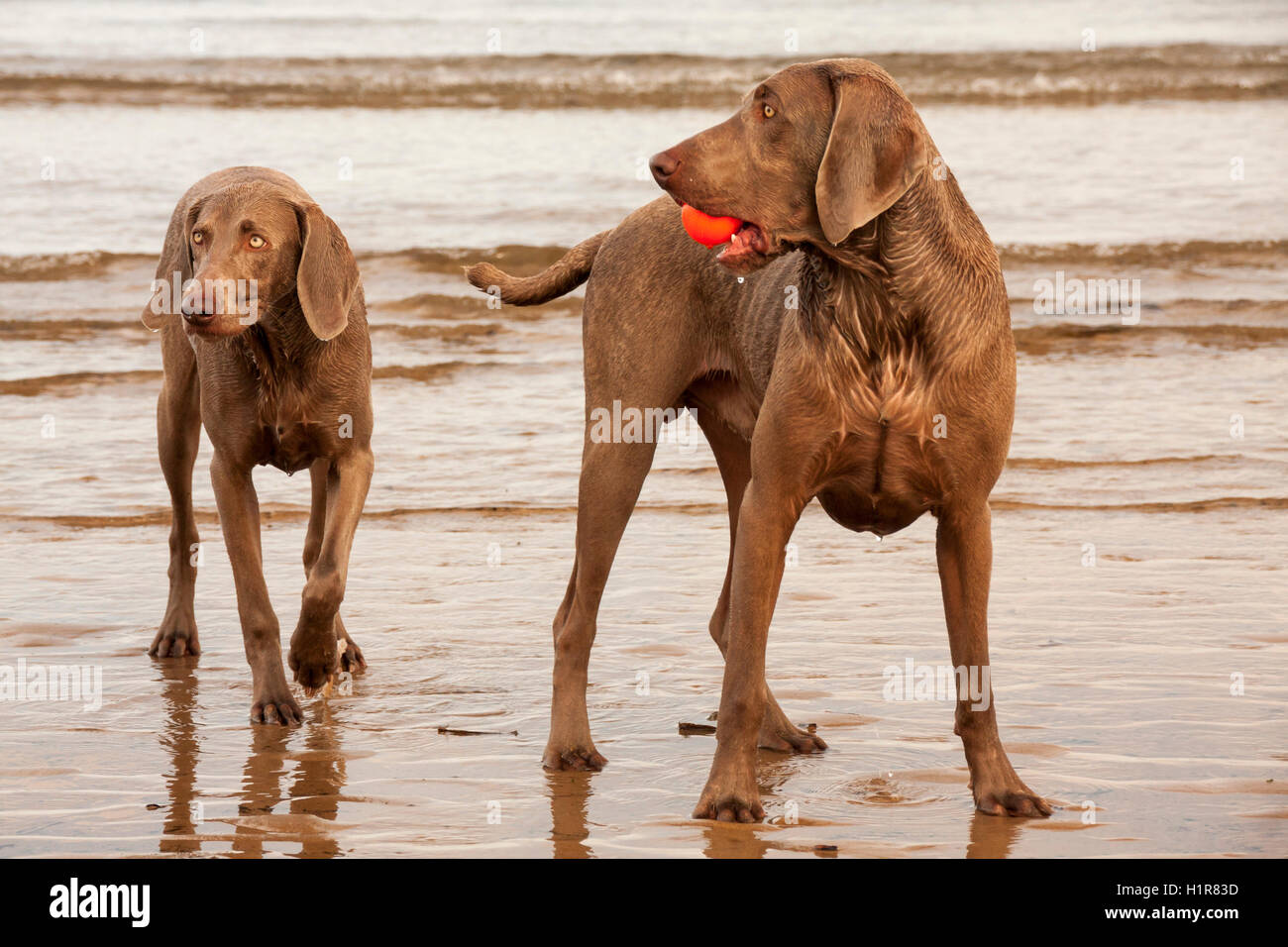 Braque de chiens jouant sur la plage de Nice avec une balle orange avec la marée dans l'arrière-plan Banque D'Images