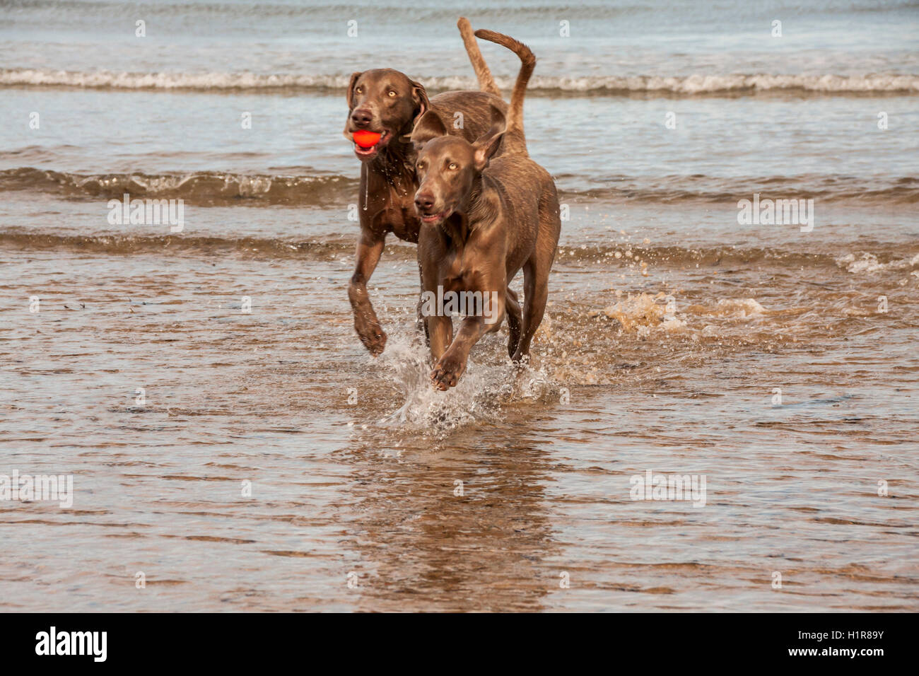 Braque de chiens jouant dans la mer à Paris Plage avec une balle orange avec la marée dans l'arrière-plan Banque D'Images