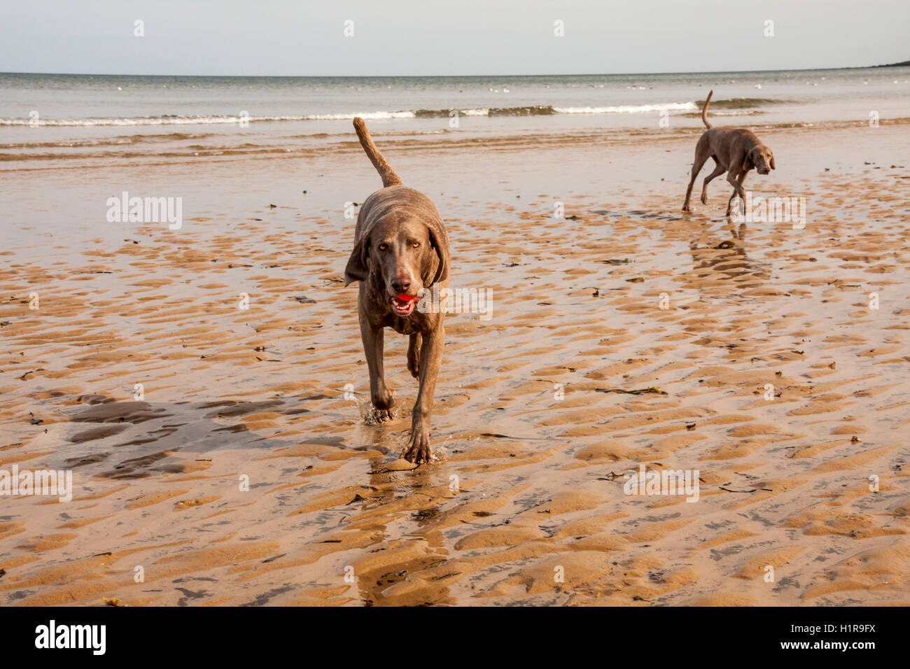 Braque de chiens jouant sur la plage de Nice avec une balle orange avec la marée dans l'arrière-plan Banque D'Images