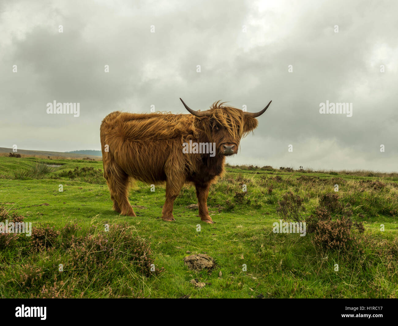 Highland cattle, le pâturage à l'avant-plan dans le Dartmoor National Park près de Lettaford, Devon sur un mauvais jour d'automne. Banque D'Images