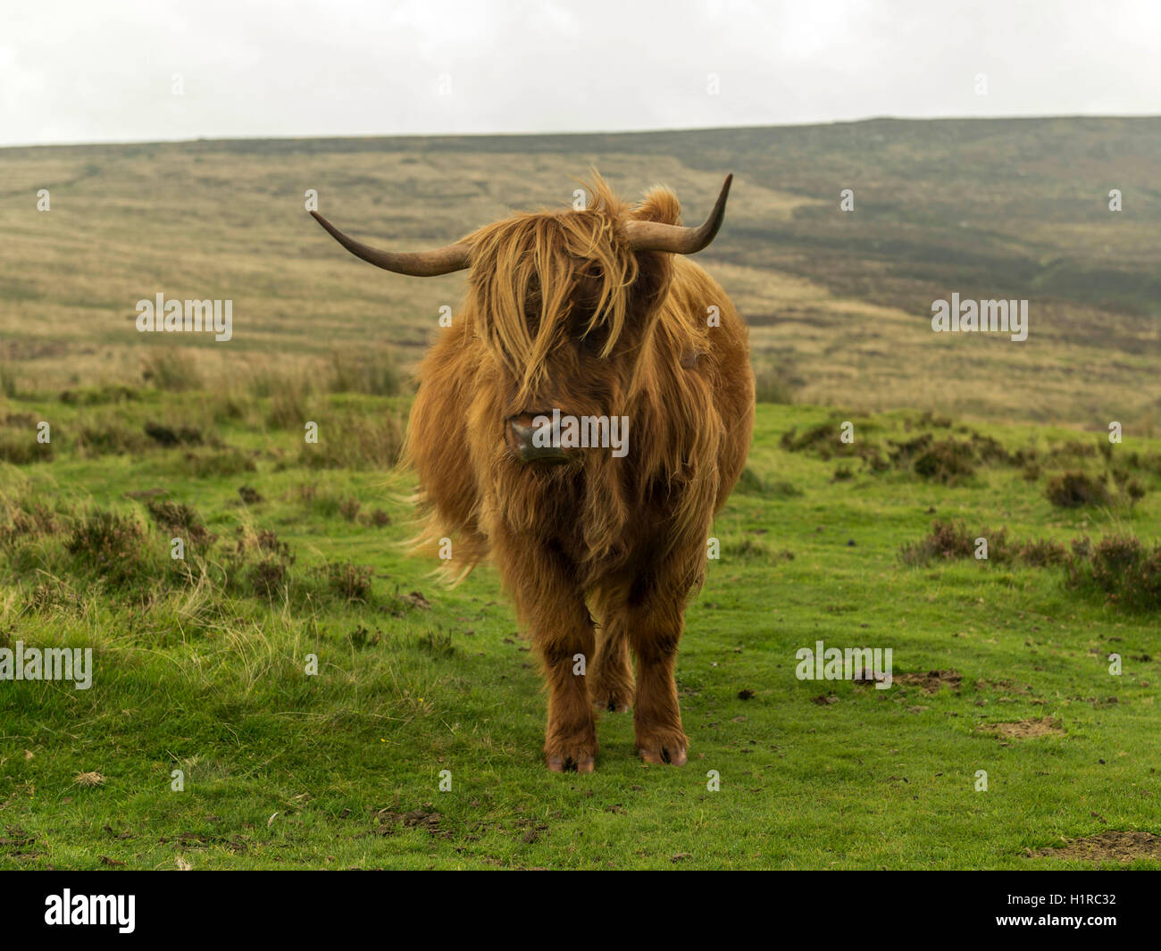 Highland cattle, le pâturage à l'avant-plan dans le Dartmoor National Park près de Lettaford, Devon sur un mauvais jour d'automne. Banque D'Images