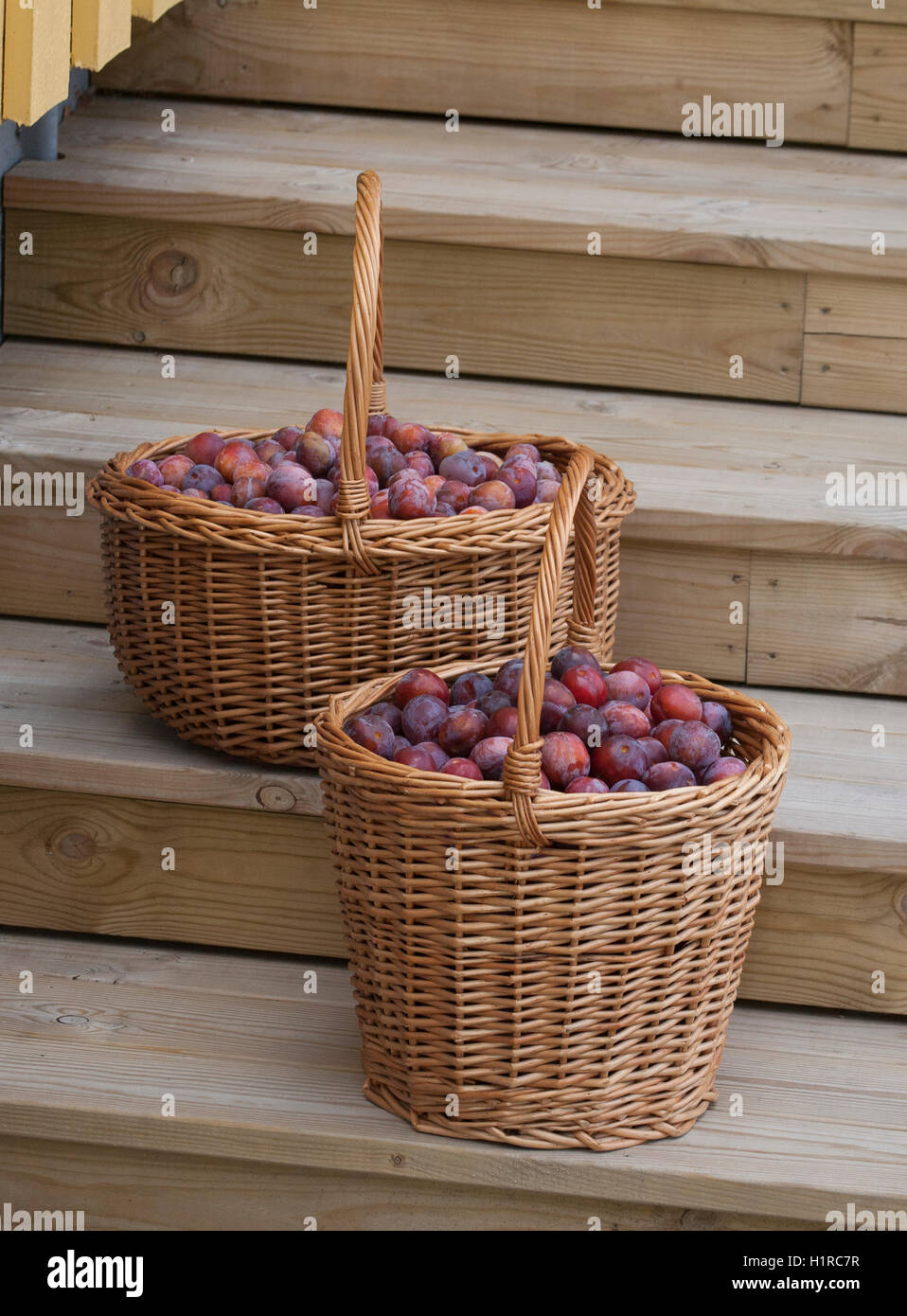 La récolte de prunes dans des paniers Banque D'Images