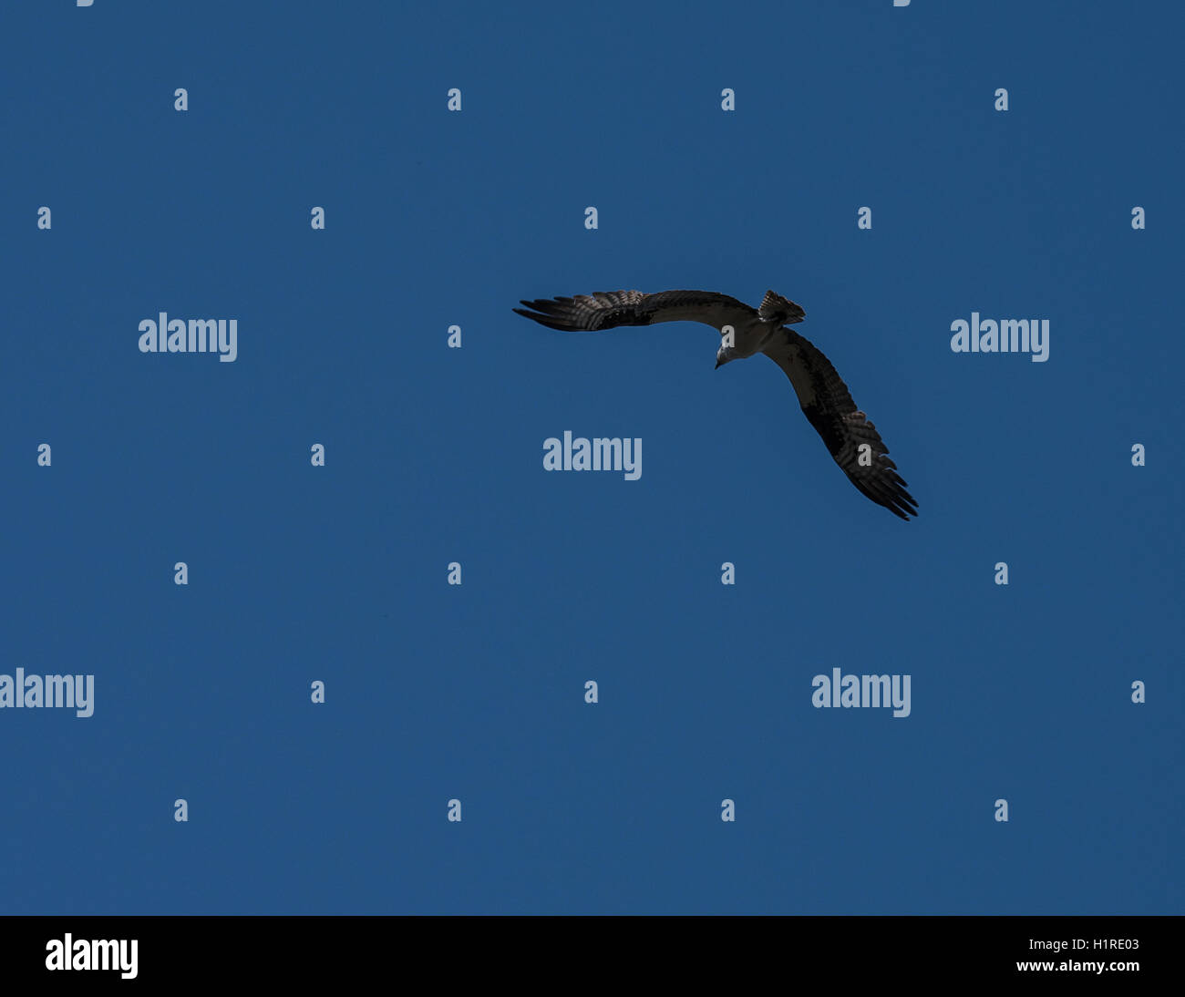 Osprey planeur passage Banque D'Images