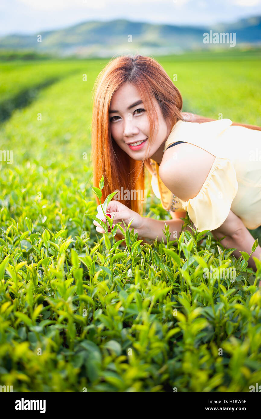 Sourire Thai girl dans la plantation de thé , Chiangrai Thaïlande Banque D'Images