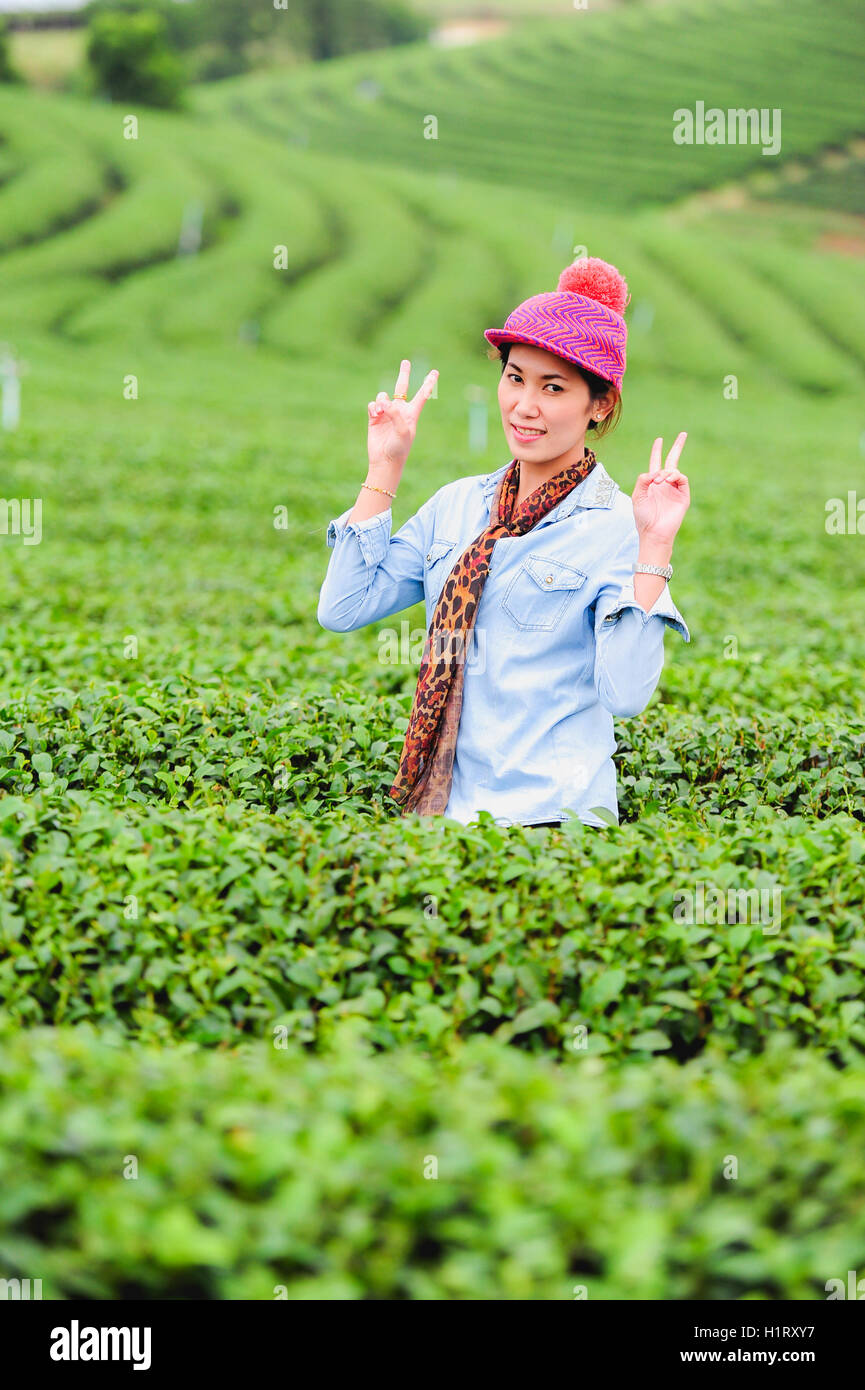 Asie belle femme ramasser les feuilles de thé dans une plantation de thé, de la bonne humeur Banque D'Images