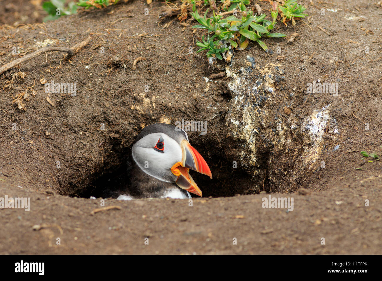 Macareux moine (Fratercula arctica) dans le nid Banque D'Images