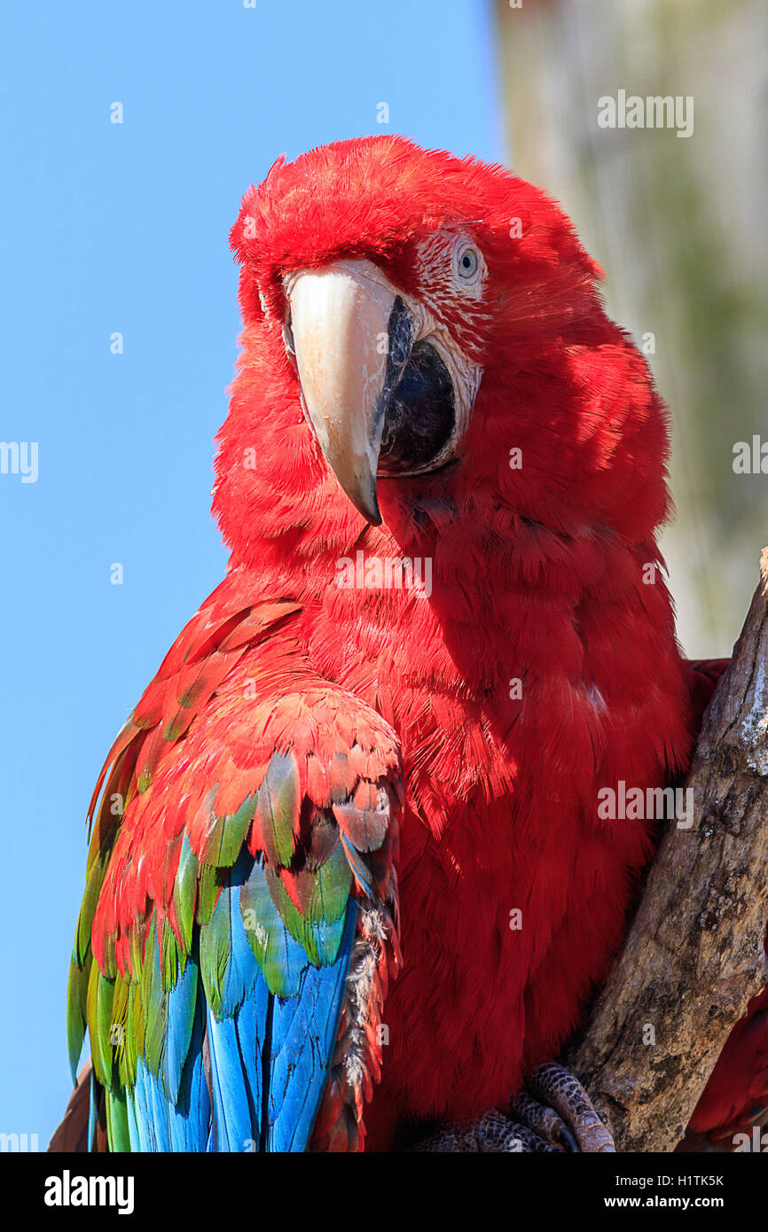 Ara vert et rouge, perché sur une branche Banque D'Images