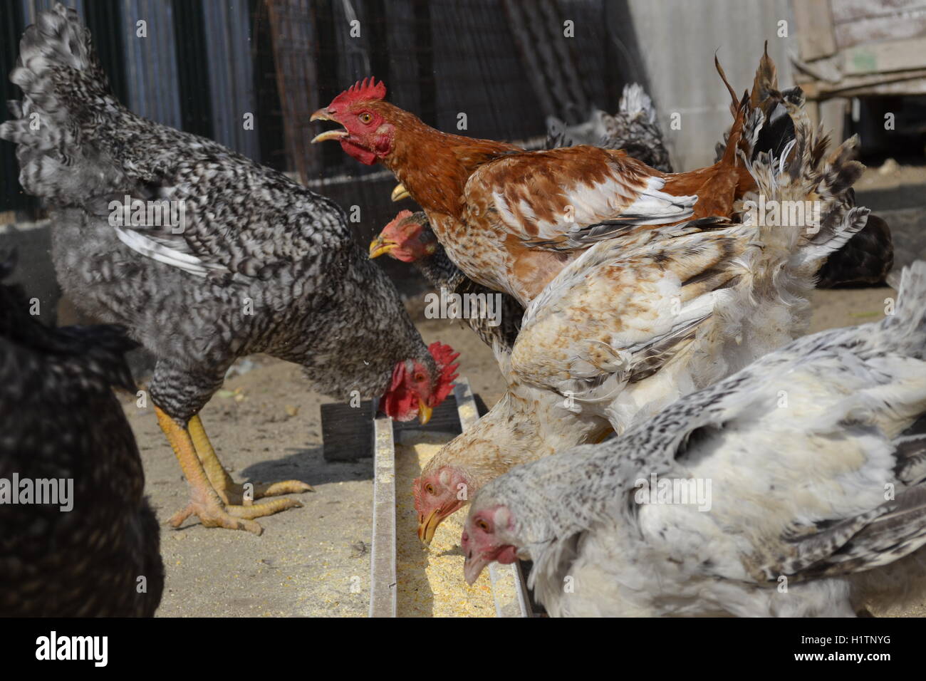 Poulets de ferme d'accueil, de l'alimentation des poulets Banque D'Images