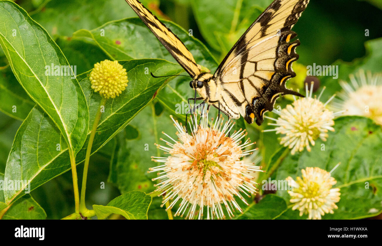Les papillons Papilio machaon tigre de l'Ouest : rutulus Banque D'Images