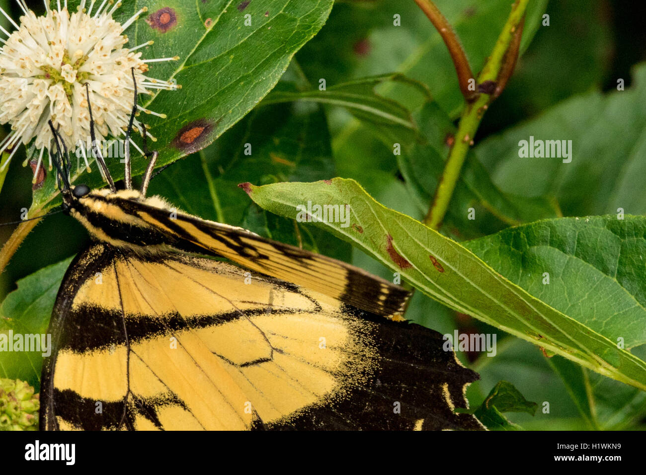 Les papillons Papilio machaon tigre de l'Ouest : rutulus Banque D'Images