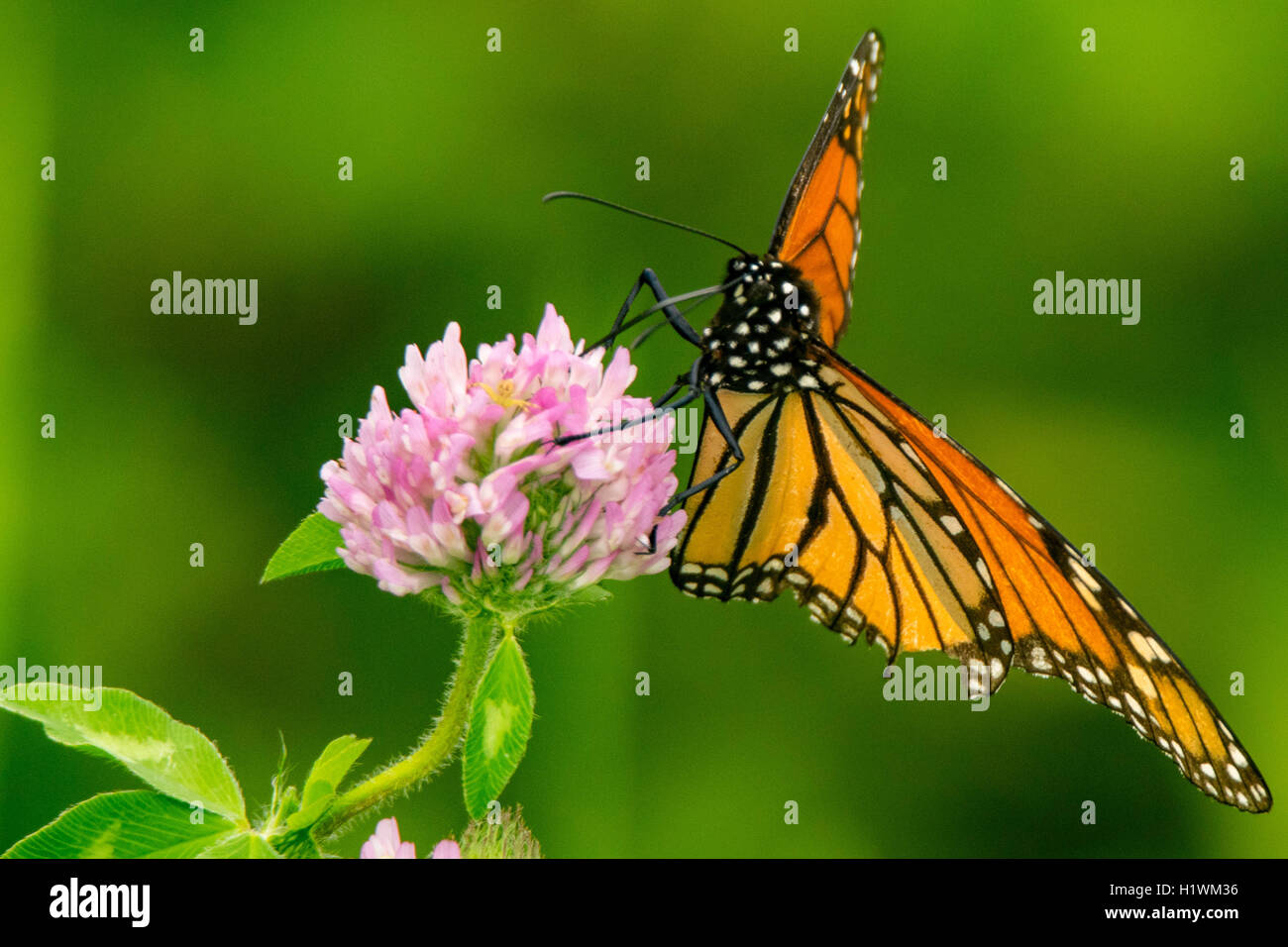 Papillon Monarque Danaus plexippus sur Fleur de trèfle rouge Trifolium pratense Banque D'Images