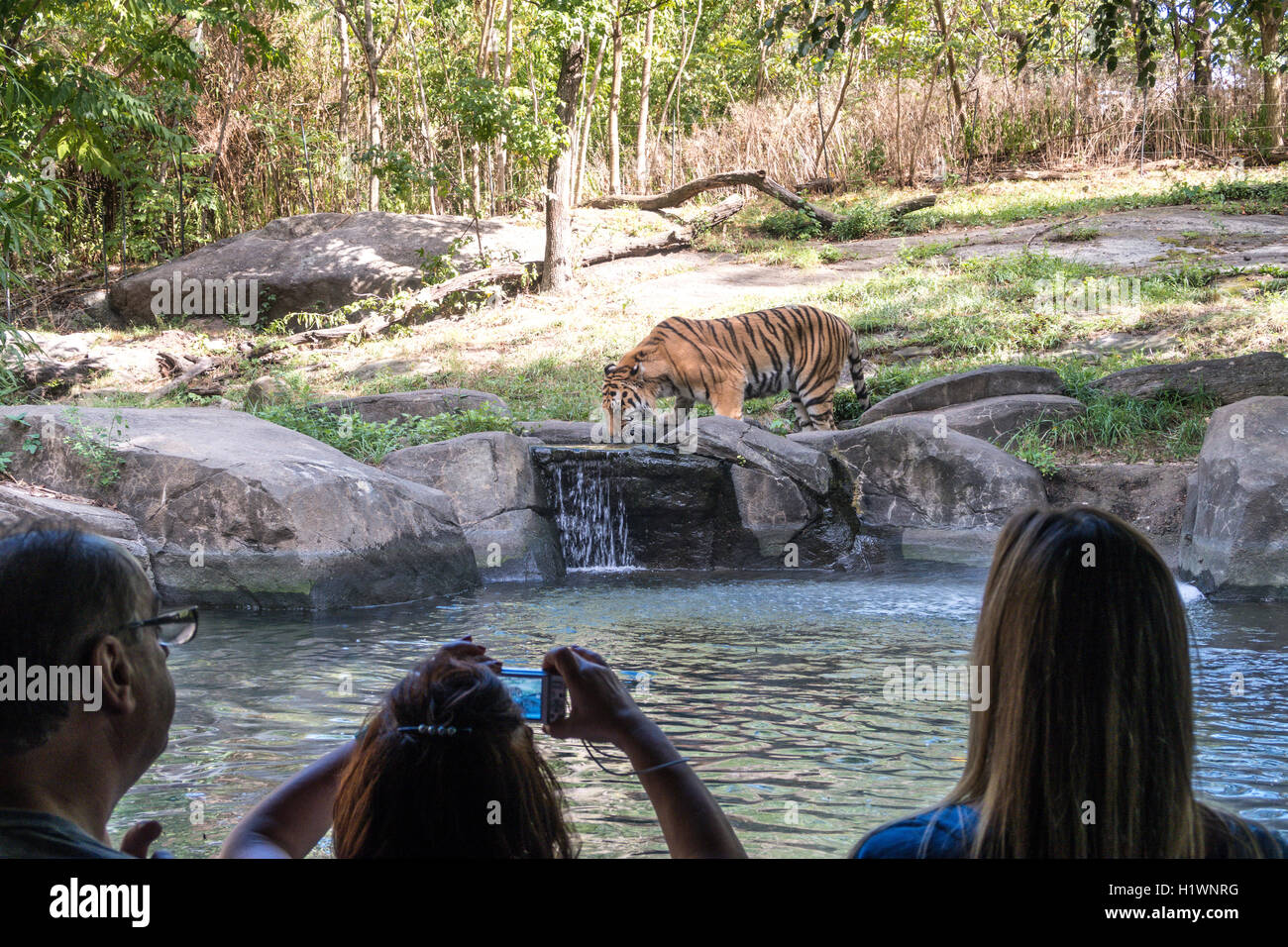 Le zoo du Bronx, Wildlife Conservation Society, Parc Bronx, Bronx, NYC Banque D'Images