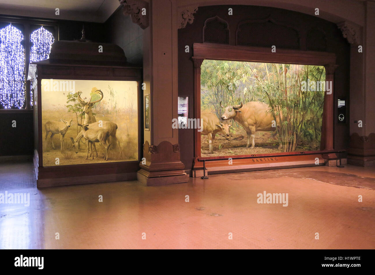 American Museum of Natural History, NEW YORK Banque D'Images