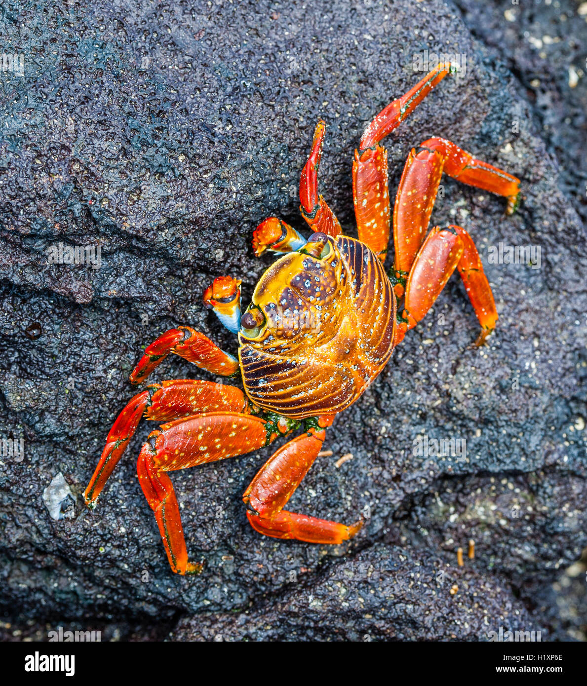 L'Équateur, Îles Galápagos, l'île Santa Maria (Floreana) Sally Lightfoot Crab (Grapsus grapsus) à Punta Cormorán Banque D'Images