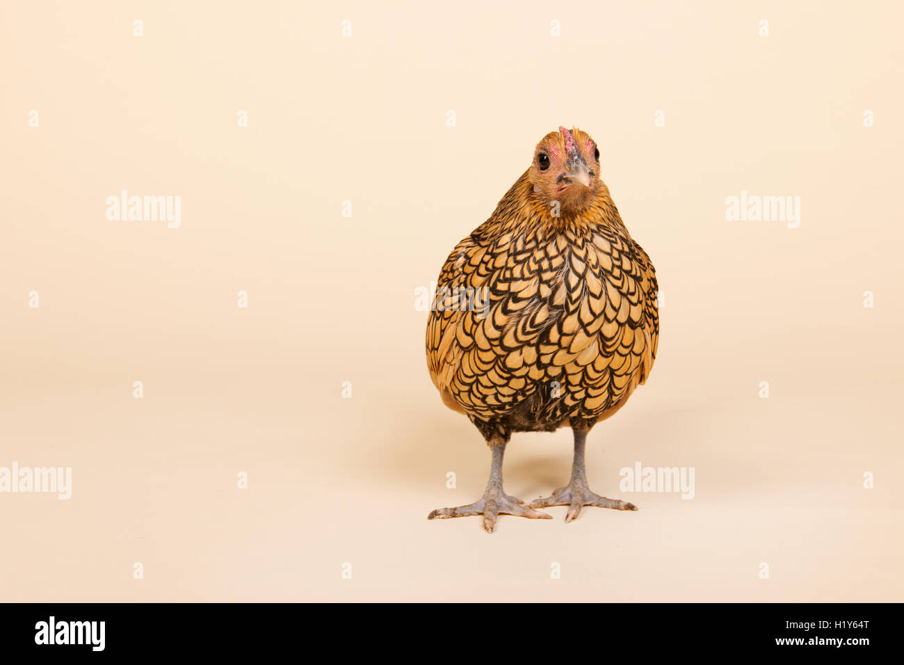 Poulet en studio sur fond crème Banque D'Images