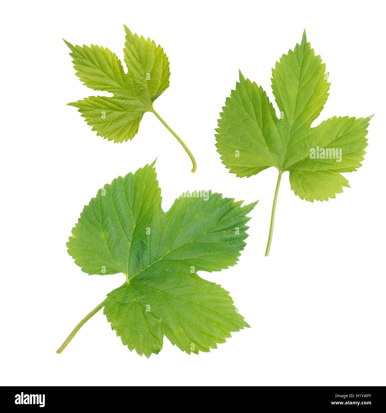 Ensemble de trois feuilles hop isolated on white Banque D'Images