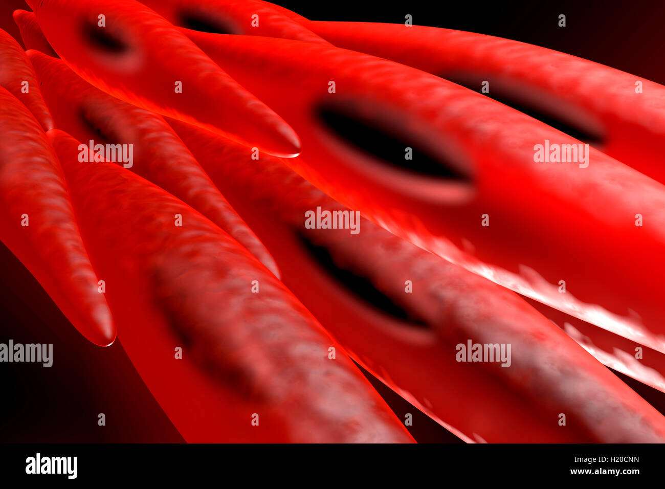 Rendu 3D illustration d'un non-myocytes striés, cellules musculaires lisses Banque D'Images