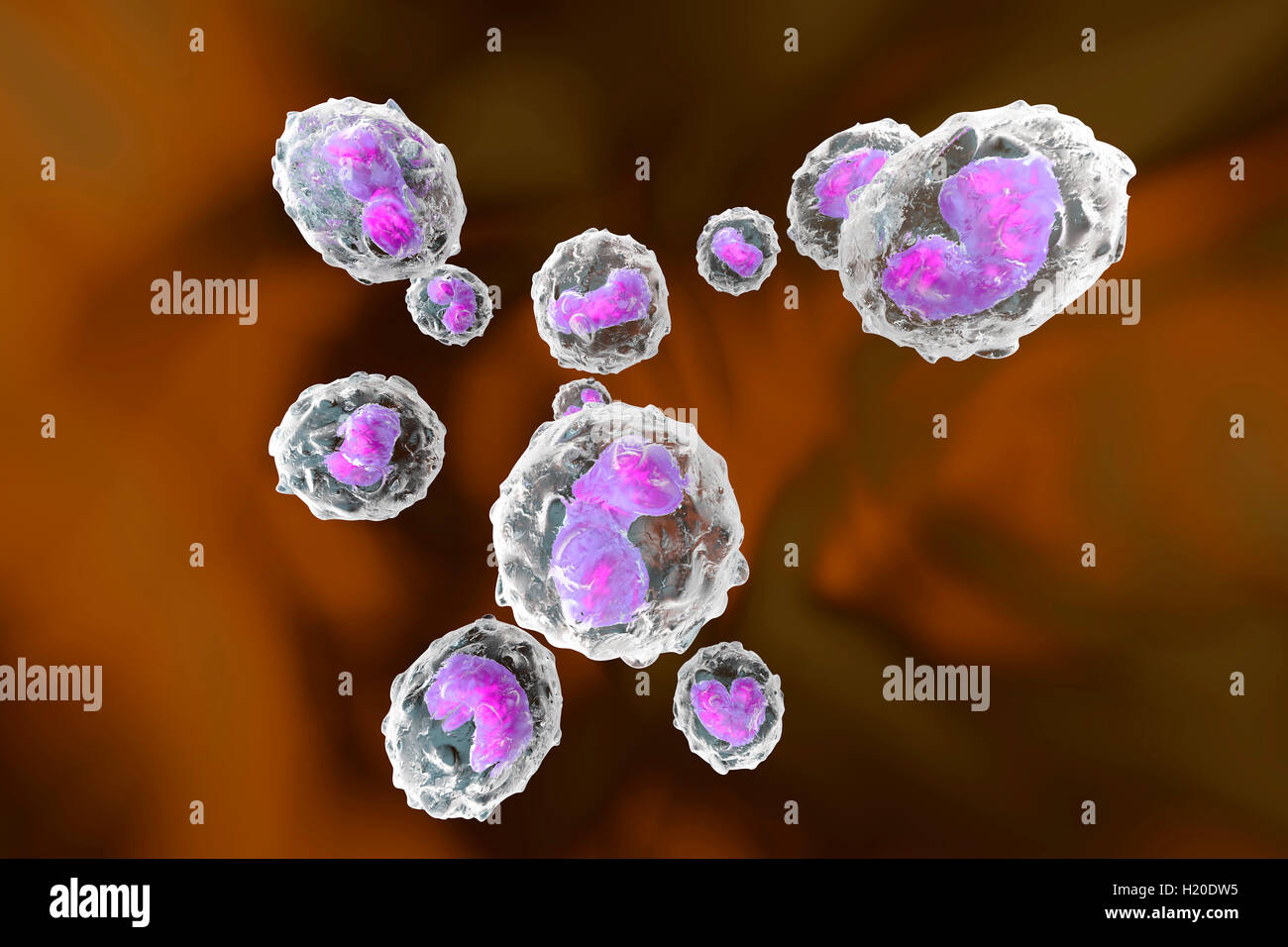 Les monocytes, les cellules du système immunitaire, la défense, l'illustration en rendu 3D Banque D'Images