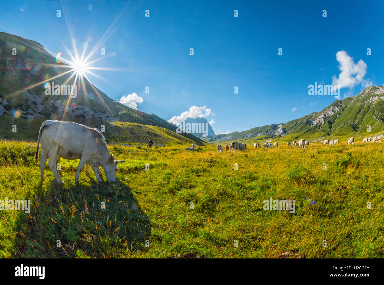 L'Italie, les Abruzzes, le Gran Sasso et Monti della Laga, Parc National de Campo Imperatore plateau vaches Banque D'Images