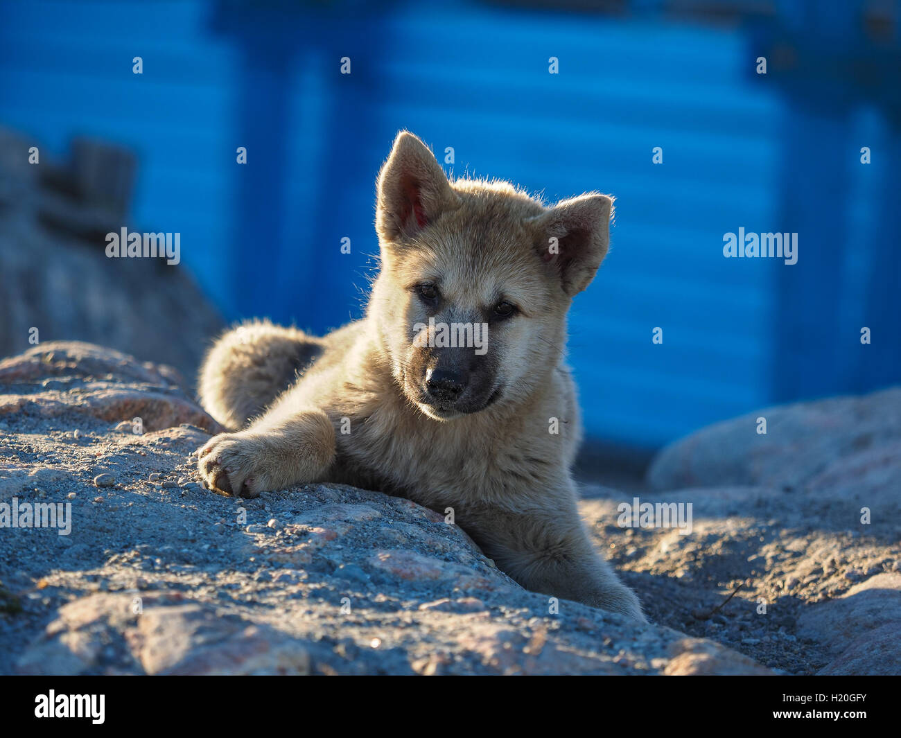 Groenland chien chiot, Ilulissat, Groenland, Greenlandt Banque D'Images